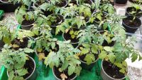 Hängetomaten Ampeltomaten Tomatenpflanzen für Balkon Hochbeet Leipzig - Mockau-Nord Vorschau