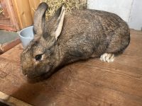 Kaninchen Häsin abzugeben Sachsen - Frohburg Vorschau
