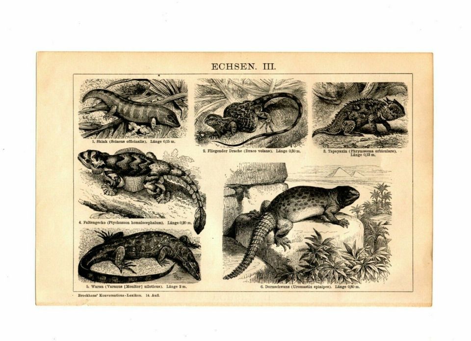 3 ANTIKE BILDTAFELN - 1902 - REPTILIEN - ECHSEN - SAUROPSIDEN in Berlin