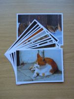 14 x AK Karte Postkarte Katze Katzen Artcolor GmbH vintage NEU Aachen - Kornelimünster/Walheim Vorschau