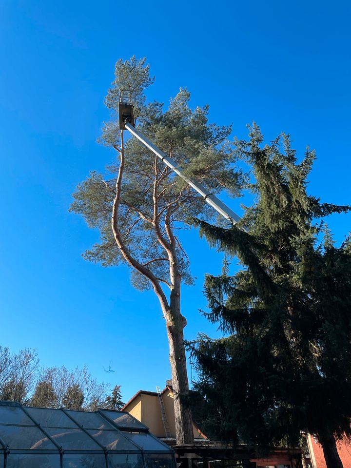 Gartenservice, Heckenschnitt, Rasenpflege in Fredersdorf-Vogelsdorf