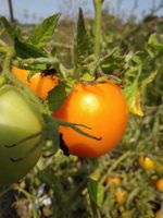 Auriga Bio Tomatensamen - samenfest München - Altstadt-Lehel Vorschau