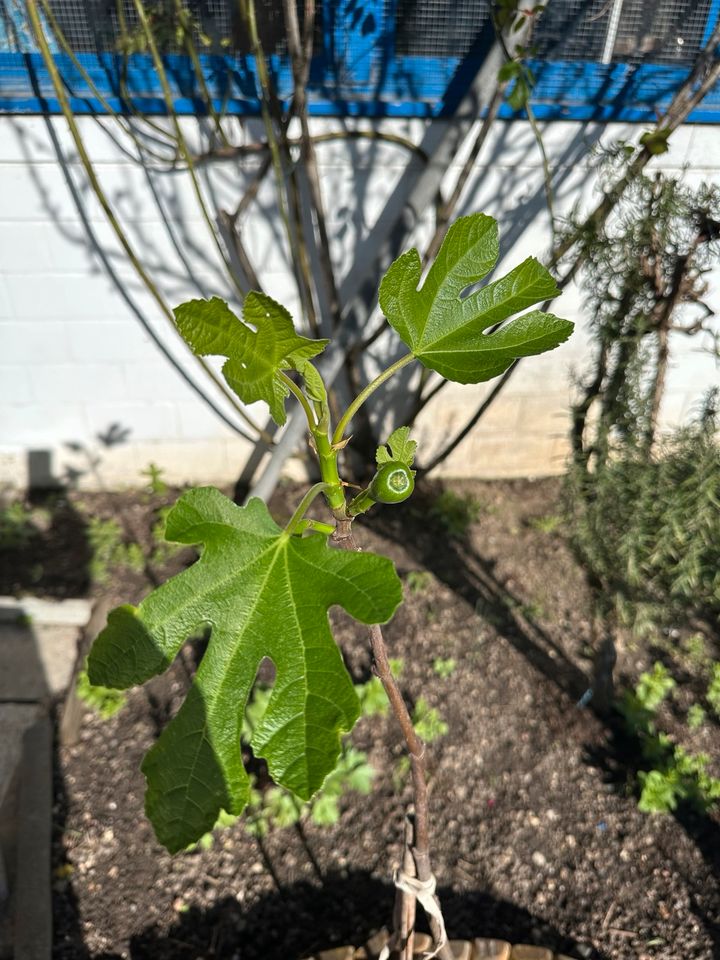 Feigenbaum in Freiburg im Breisgau