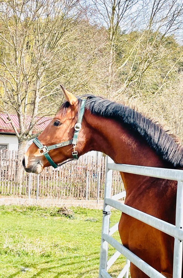 Hannoveraner Hengst, Conthalou x For Pleasure in Bad Berka