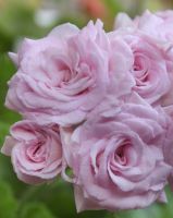 Pelargonia Milfield Rose Geranien Jungpflanze Baden-Württemberg - Forbach Vorschau