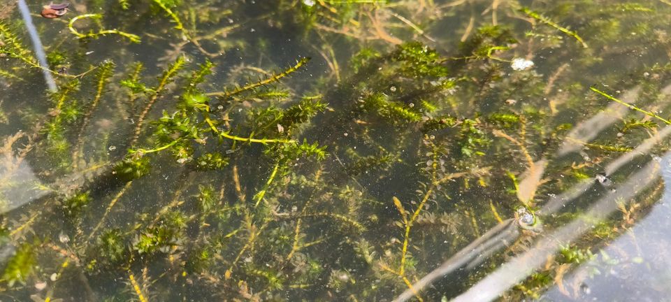 Kanadische Wasserpest - elodea canadensis Teich Pflanze Wasser in Schwarmstedt