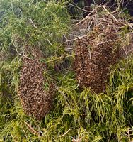 Imker fängt Bienenschwarm ein (kostenlos) Schleswig-Holstein - Barsbüttel Vorschau
