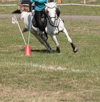 Reitbeteiligung auf Reitponystute Schleswig-Holstein - Osdorf Vorschau