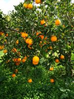 Bio-Orangen und Bio-Olivenöl direkt vom Erzeuger aus Sizilien Niedersachsen - Lauenhagen Vorschau