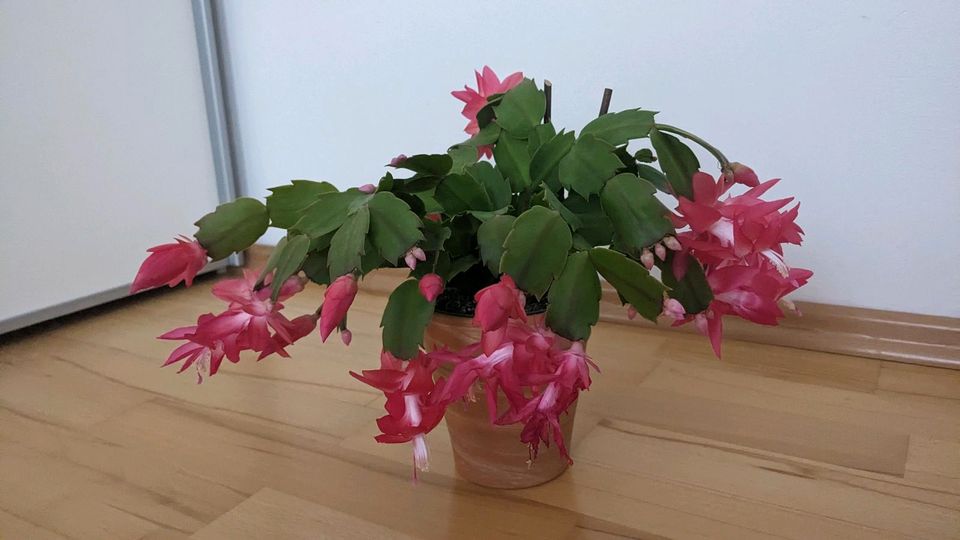 Weihnachtskaktus (Schlumbergera) mit Blüten. in Düsseldorf