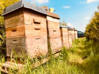 Dadant US Bienenvolk Ableger Buckfast F1 Rheinland-Pfalz - Daun Vorschau