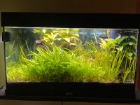 Aquarium Juwel Rio 125 LED Fische Aquaristik Dithmarschen - Wrohm Vorschau