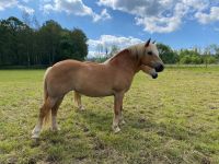 Haflinger Stute, Freizeitpferd Rheinland-Pfalz - Kell am See Vorschau