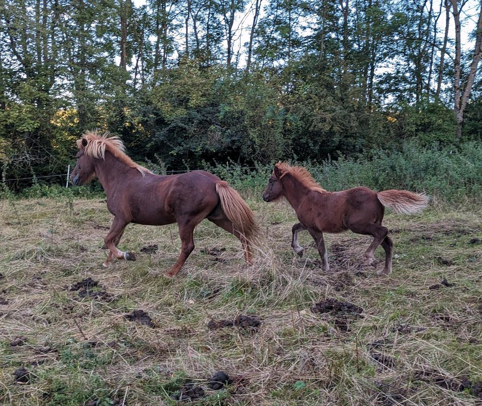 Svadi frá Hólum Tochter, Islandpferd, Isländer in Tann