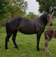 Stute, Traber, Trabrennen, Freizeitpferd, Kutsche fahren, reiten Nordrhein-Westfalen - Billerbeck Vorschau