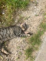 Katze tot am Straßenrand gefunden Nordrhein-Westfalen - Lage Vorschau