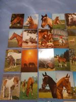 Nachlass 70 er Jahre 48 Pferde Postkarten Berlin - Wilmersdorf Vorschau