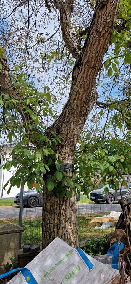 Walnusbaum zu verschenken in Falkensee