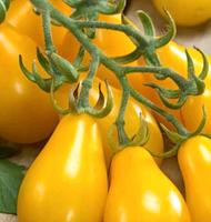 Tomaten Sondersorten  gelb braun lila Cocktail Bayern - Obernburg Vorschau