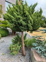Bonsai Juniperus Blue Carpet Niwaki Schleswig-Holstein - Plirup Vorschau