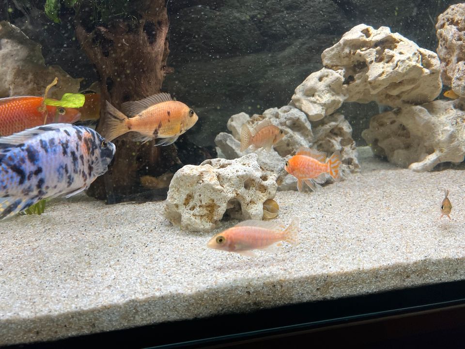 Aquarium komplett in Pirmasens