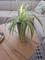 Pflanzen & Spider Plant  Mit Topf Neuhausen-Nymphenburg - Neuhausen Vorschau