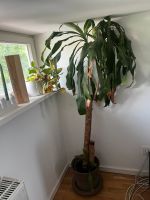 DRACAENA MASSANGEANA Pflanze inklusive wertigen Übertopf Berlin - Köpenick Vorschau