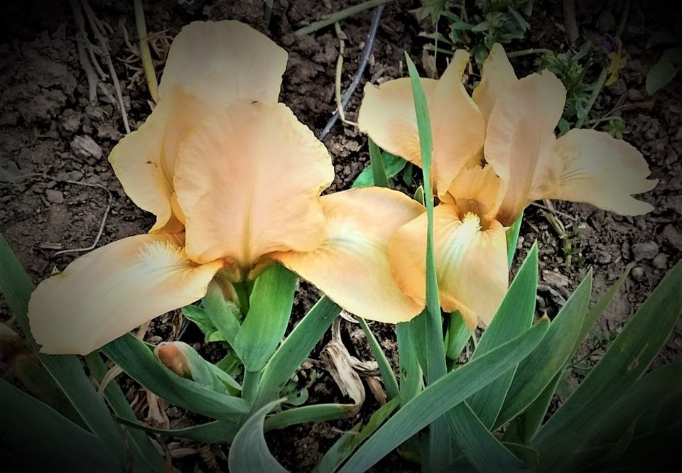 Niedrige Iris (verschiedene Sorten) in Rockenhausen