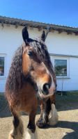 Pferd (Tinker) sucht Reiter Niedersachsen - Goslar Vorschau