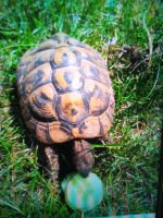 Griechische Landschildkröte Schildkröte vermisst - entlaufen Bayern - Trebgast Vorschau