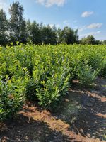 Kirschlorbeer Prunus Novita 120 bis 140 cm Höhe Heckenpflanzen. Niedersachsen - Wietmarschen Vorschau