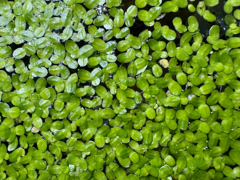 Wasserlinsen als Pflanze oder Futter in Trossingen