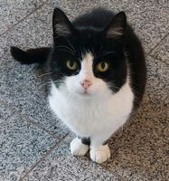 Katze sucht neues Zuhause Mecklenburg-Vorpommern - Wilmshagen Vorschau