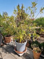 Oleander rosa Bayern - Ernsgaden Vorschau