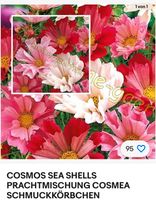 Cosmea- Pflanzen Sea Shells  Prachtmischung Hessen - Lohra Vorschau