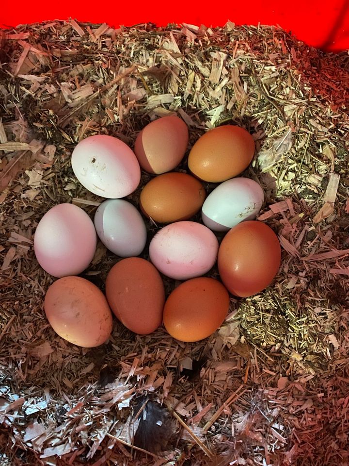 Frische Eier aus Hobbyhaltung in Jüchen