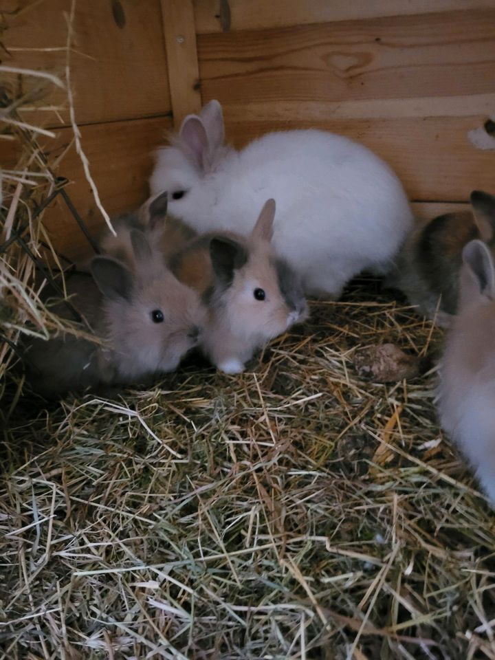 Löwen Kopf zwerk-Kaninchen Hasen in Lindetal