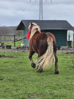 Comtois Pferd zum Verkauf 2 Jahre und 7 Monaten Niedersachsen - Wunstorf Vorschau