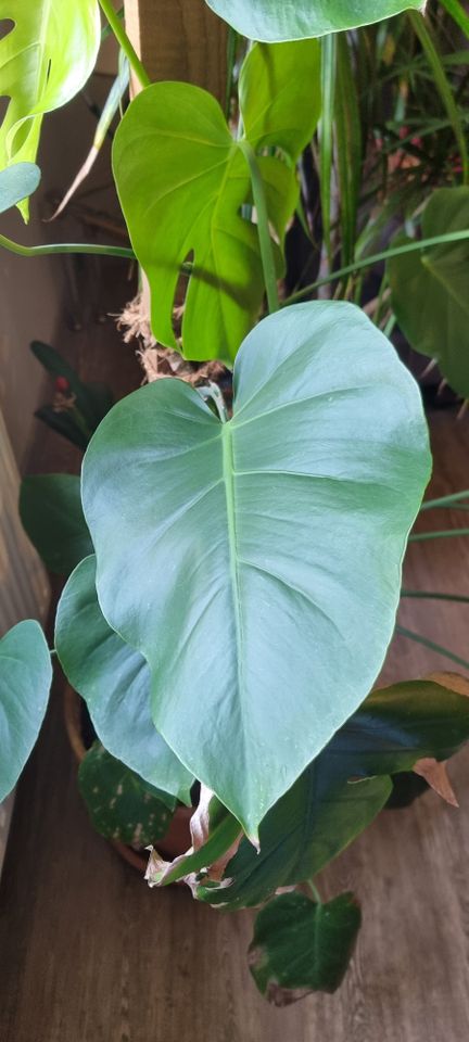 Topfpfanze Monstera in Kandel