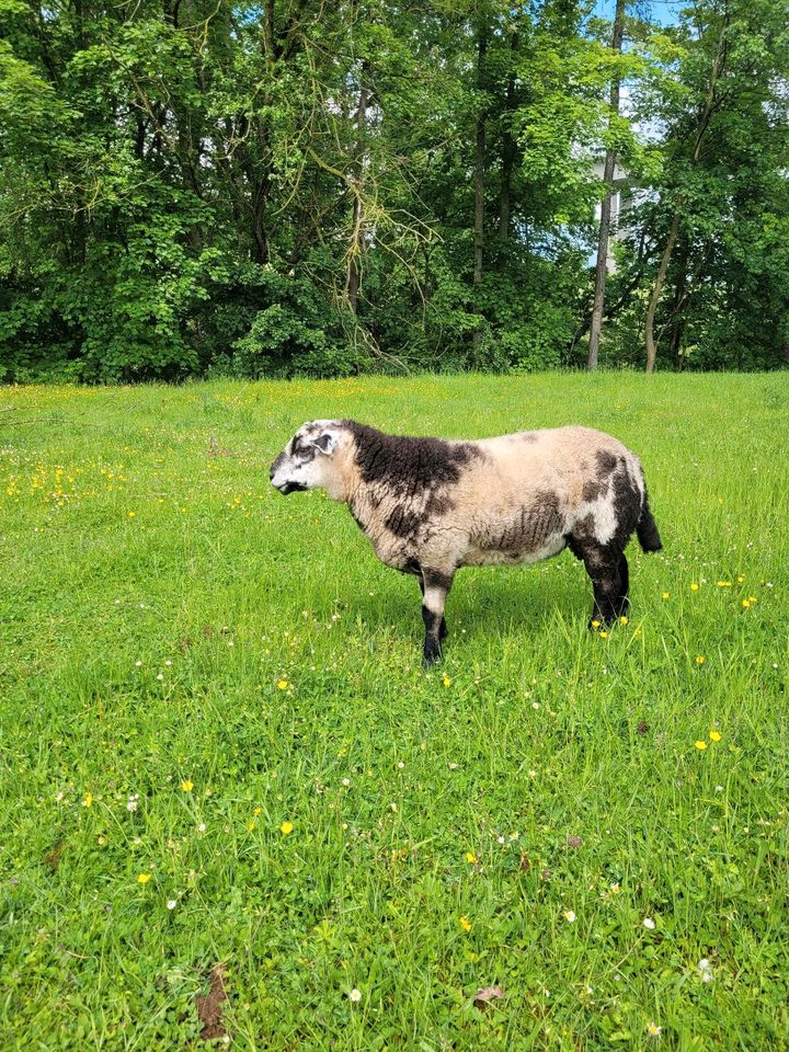 Bocklamm, Schaf  abzugeben, von Januar 24 in Warburg