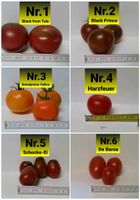 Tomatenpflanzen 75ct/Pflanze Thüringen - Gotha Vorschau