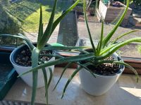 Aloe Vera Pflanzen Baden-Württemberg - Gaienhofen Vorschau