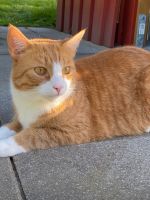 Kater gesucht Eimsbüttel - Hamburg Stellingen Vorschau