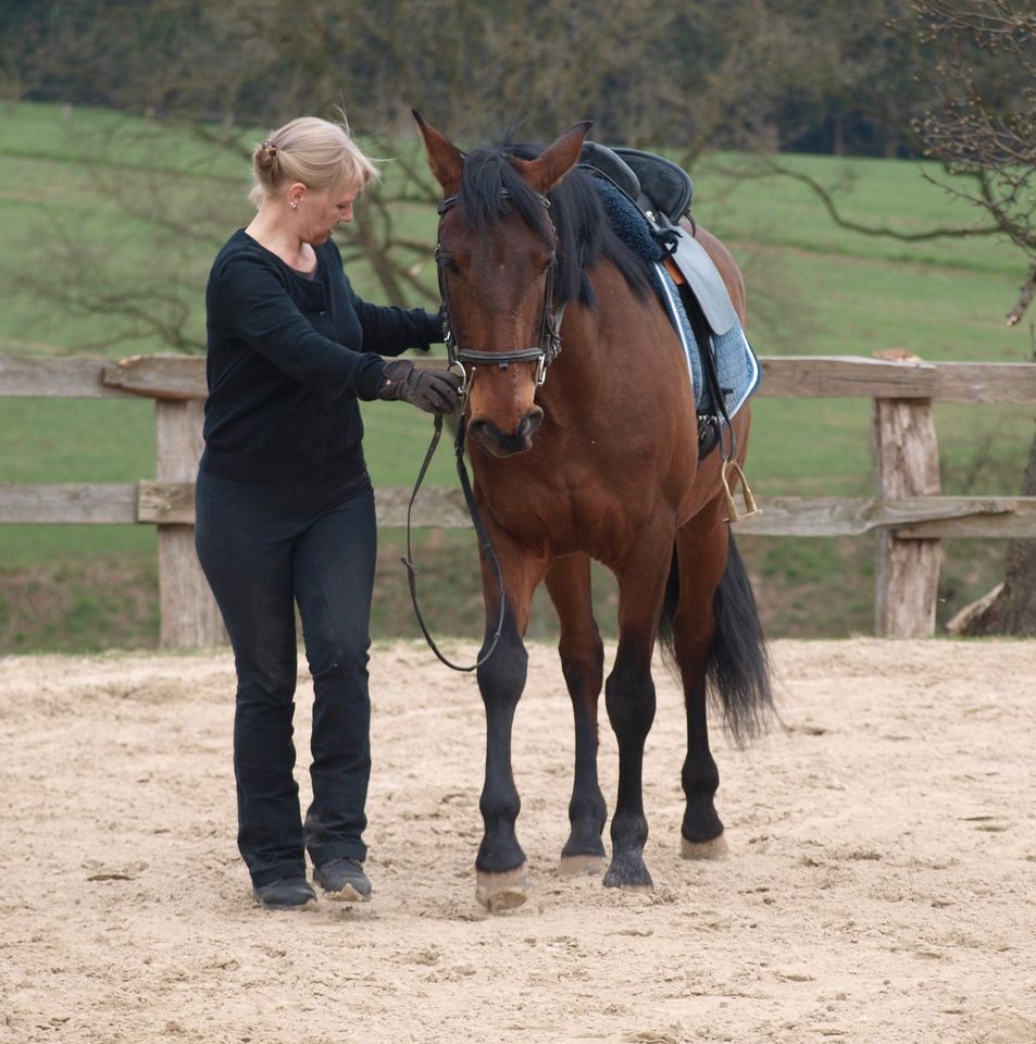 Beritt und Fortbildung  für Pferde, Kleinpferde und Ponys in Hambühren