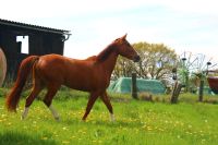 Stute 4 jährig, Pferd, Hannoveraner Niedersachsen - Hagenburg Vorschau