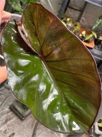 Alocasia Serendipity Variegata Bayern - Germering Vorschau