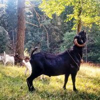 Burenziegen-Bock black-Kalahari ( Ziegen Schafe Baden-Württemberg - Emmingen-Liptingen Vorschau