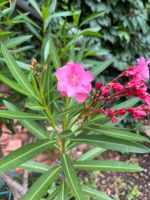 Oleander Rosa gefüllt 1m - 1,20m Sachsen-Anhalt - Könnern Vorschau