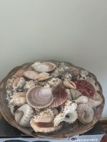 Muscheln Deko für maritime Hochzeit Niedersachsen - Ebstorf Vorschau