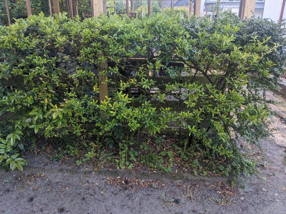 verschiedene Pflanzen und Büsche zu verschenken in Berlin Köpenick
